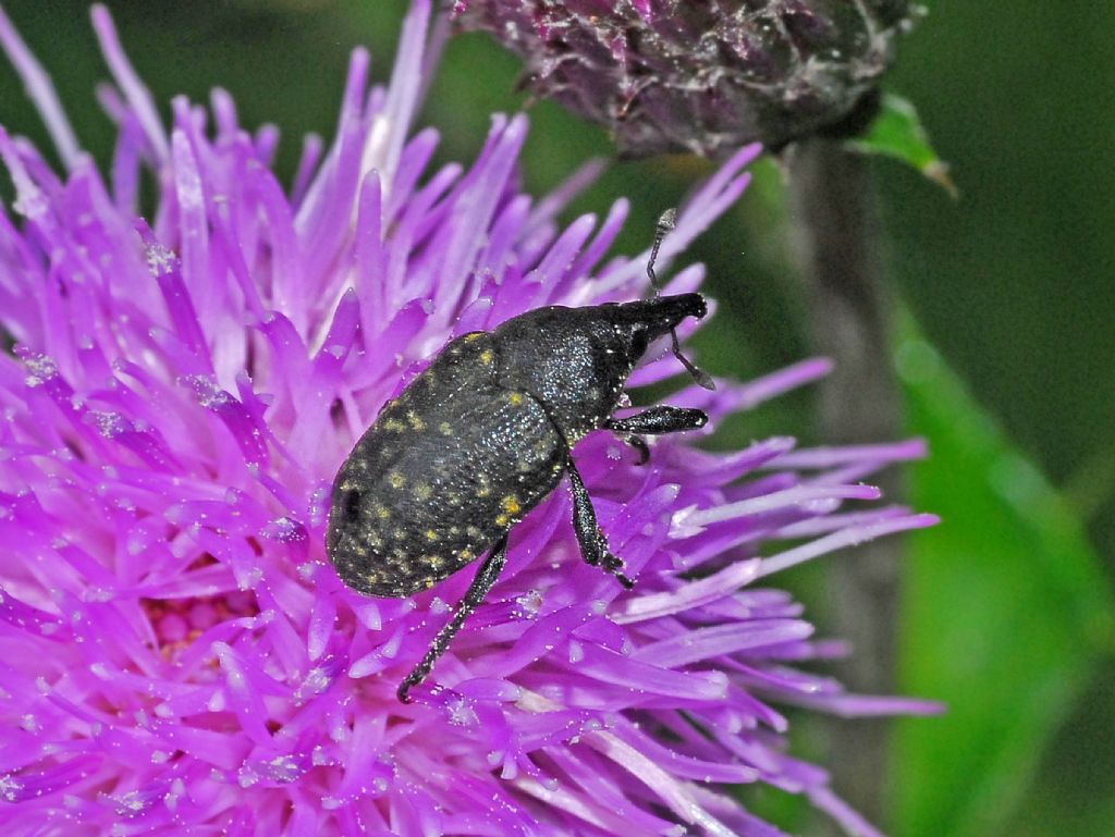 Curculionidae: Larinus turbinatus